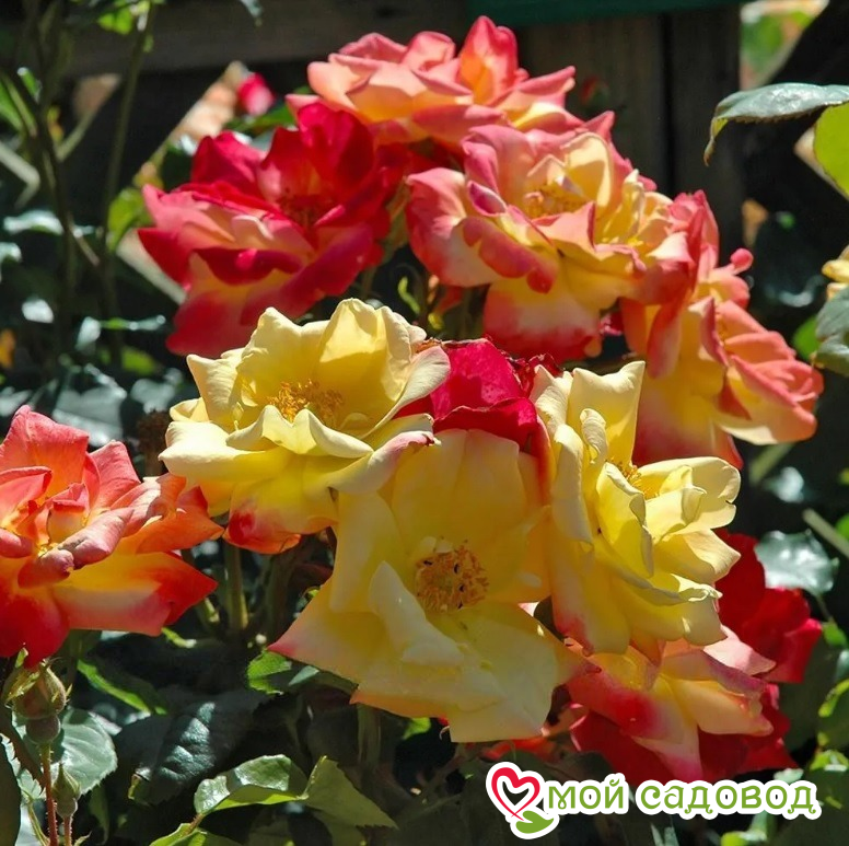 Роза флорибунда Маскарад