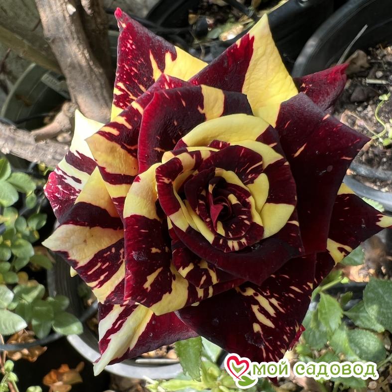 Роза Абракадабра