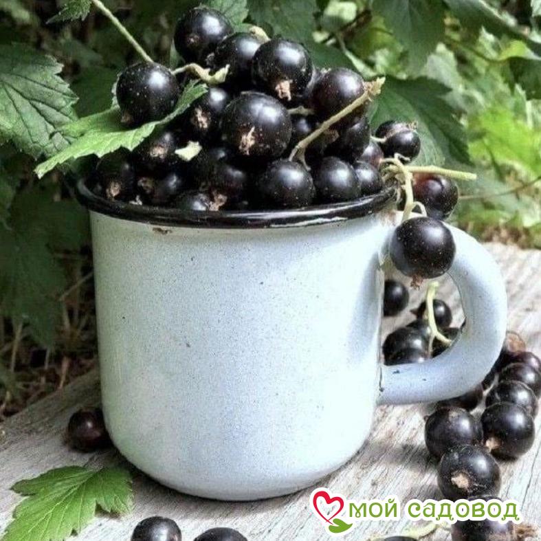 Черная смородина Партизанка Брянска