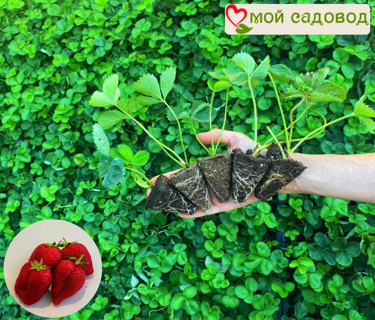 КЛУБНИКА (КРУПНОПЛОДНАЯ) ФЛЁР