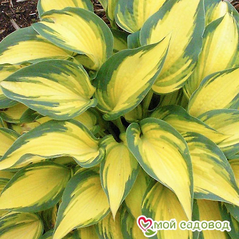 Хоста Ремембер Ми