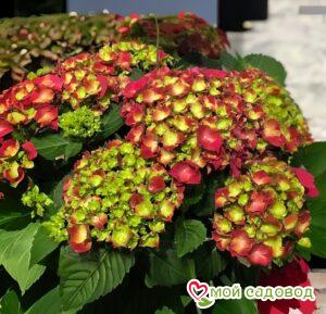 Гортензия крупнолистная Эндлесс Саммер Блашин Брайд