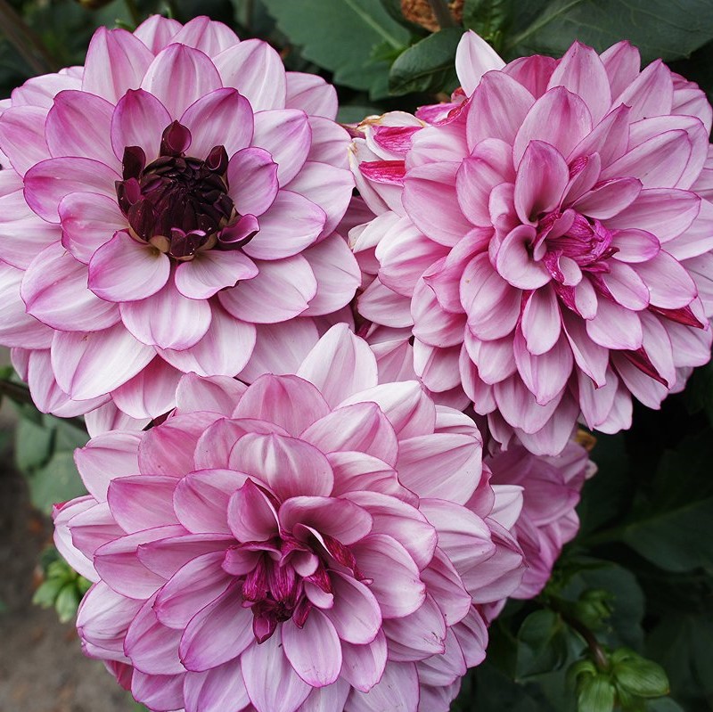 Георгина декоративная Крем де Кассис (CREME DE CASSIS)