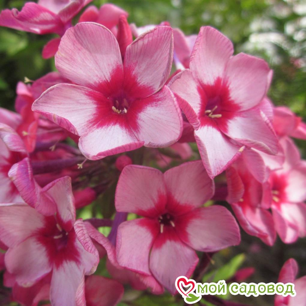 ФЛОКС МЕТЕЛЬЧАТЫЙ РЕД КАРИБЭН